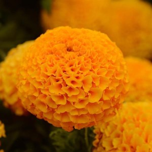 taishan orange